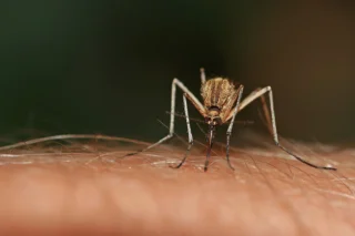 Mücken 2025 – aktuelle Lage, Risiken und Schutzmöglichkeiten in Deutschland