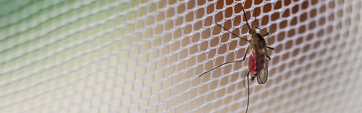 Idealer Schutz durch Mückennetze