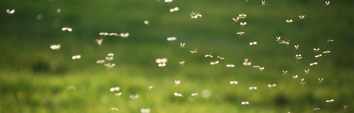 Mückenschwarm im Frühling auf einem Feld