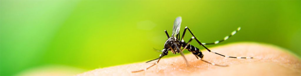 Mückenplage in Deutschland • Beratung & Tipps