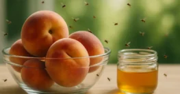 Fruchtfliegen vertreiben
