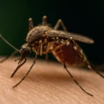 Wie gefährlich sind Malaria-Mücken? Risiken und Schutz im Überblick