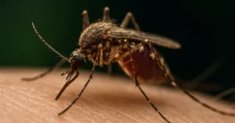 malaria mücken