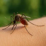 Können Mücken Krankheiten übertragen? Fakten und Schutzmaßnahmen im Überblick