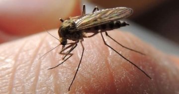 Mückenstich hitzestift - Alle Auswahl unter der Vielzahl an analysierten Mückenstich hitzestift