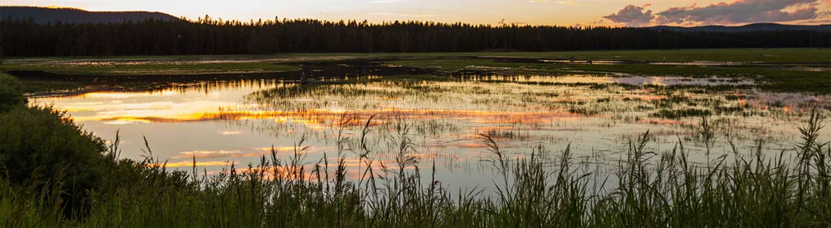 Mücken am See