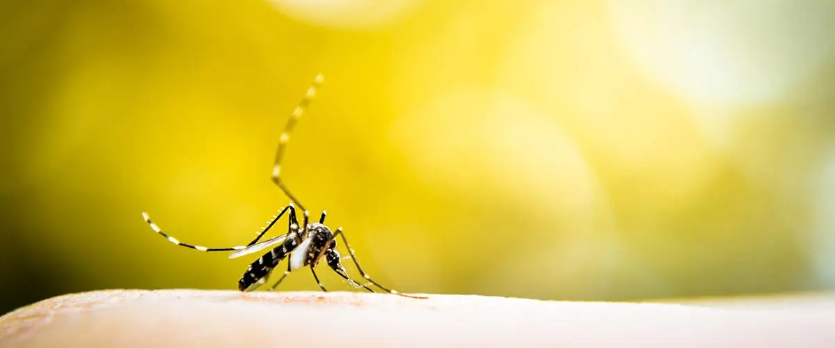 Sind Mückenstiche gefährlich für ältere Menschen?