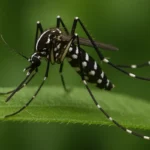Wie gefährlich ist die Asiatische Tigermücke? Infos zu Verbreitung und Schutz