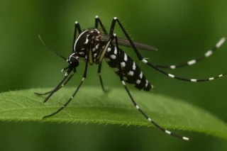 Wie gefährlich ist die Asiatische Tigermücke? Infos zu Verbreitung und Schutz