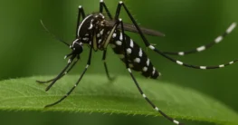 asiatische tigermücke