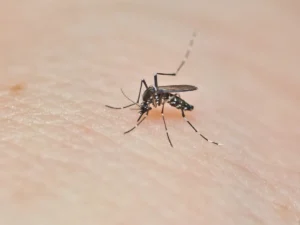 Insektenschutzrollos für Mietwohnungen – was ist erlaubt?