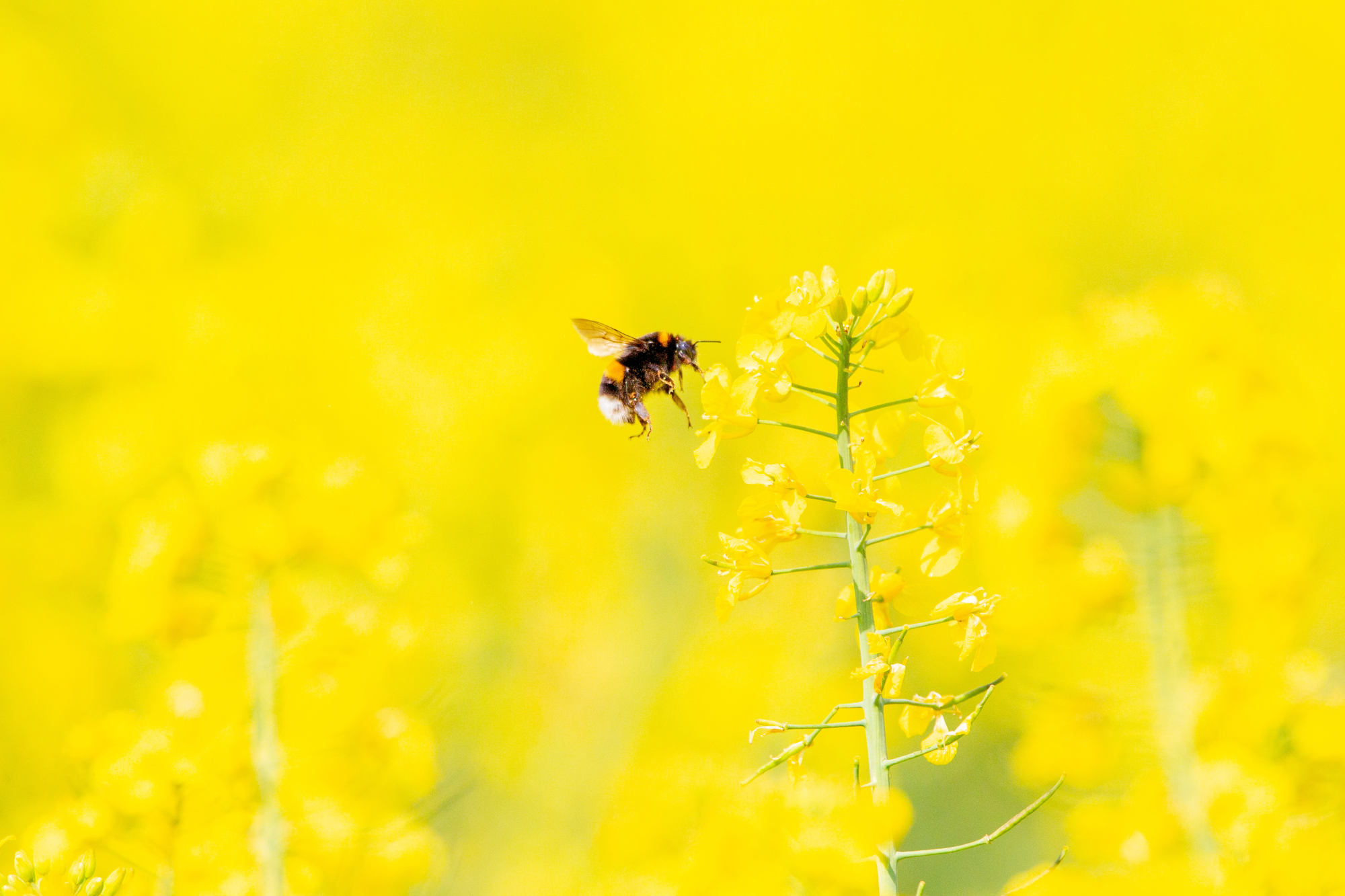 Hummel auf einer gelben Blüte