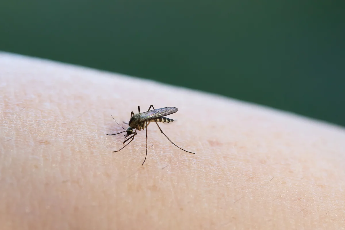 Mückenschutz-Armband als natürlicher Insektenschutz