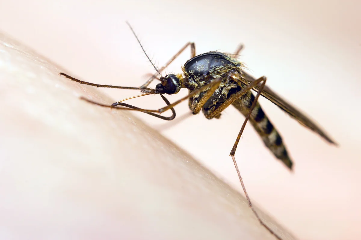 Brennende Mückenspirale als Insektenabwehr