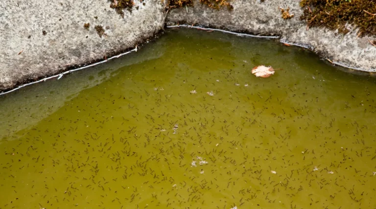 Asiatische Tigermücke (Aedes albopictus) – Makroaufnahme