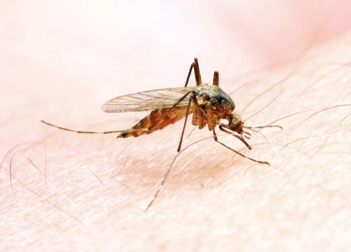 Stechmücke saugt Blut auf der Haut, Makroaufnahme