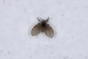 Abflussfliegen in Bad und Küche loswerden