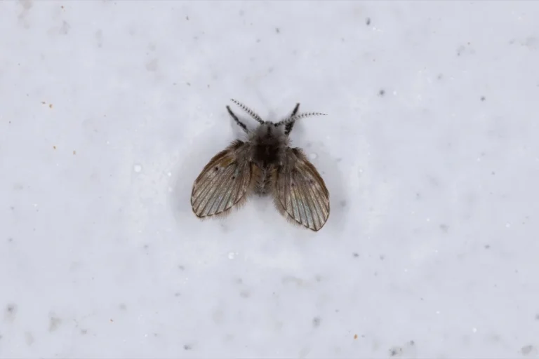 Abflussfliege mit behaarten Flügeln in Nahaufnahme